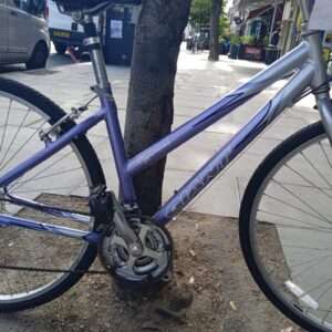 Giant Cypress - Image 2